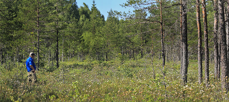 John Strange Petersen står og spejder efter Mosehøsommerfugl i Älga-mossen, Hökensås, Södra Fågelås Västergötland, Sverige d. 10 juni 2014. Fotograf; Lars Andersen