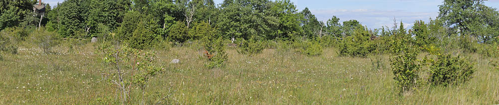 Lokalitet for Soljebredpande og Markperlemorsommerfugl. sterplana Hed, Vstergtland, Sverige d. 24 juni 2014. Fotograf; Lars Andersen