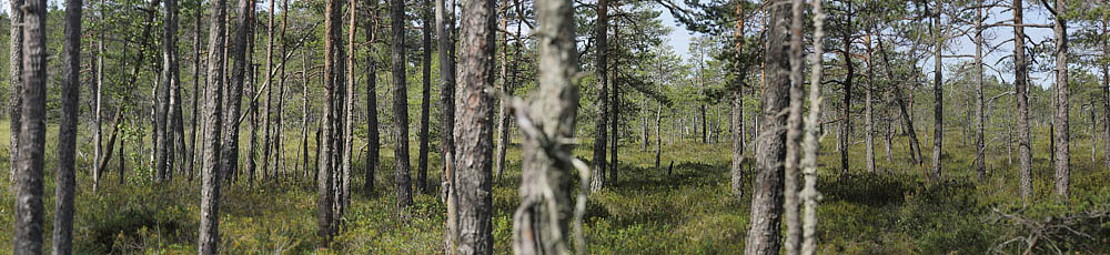 Fyr & Mose-Post i Stormossen øst for Laxå Flyveplads, Märke, Sverige d. 25 juni 2014. Fotograf; Lars Andersen
