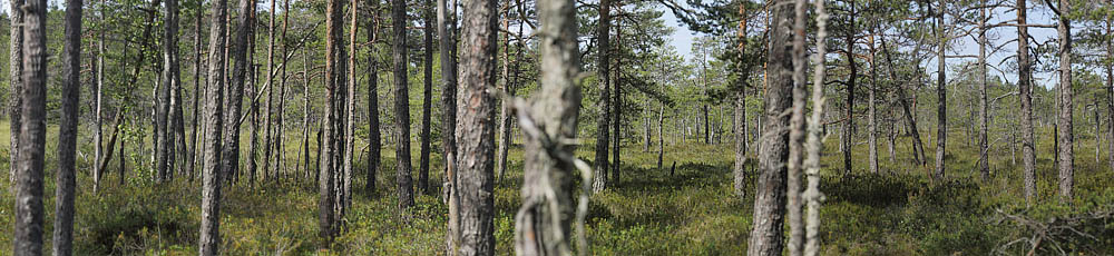 Fyr & Mose-Post i Stormossen st for Lax Flyveplads, Mrke, Sverige d. 25 juni 2014. Fotograf; Lars Andersen