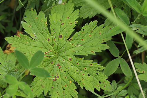 Skov-Storkenb, Geranium sylvaticum med larvegnav.  Hallstavik, Uppland, Sverige  d.  16 juli 2014. Fotograf: Lars Andersen