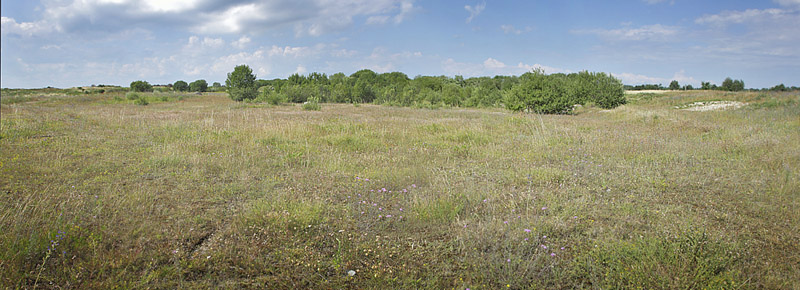 Hvidrandet blfugl lokalitet. hus, Skne, Sverige d. 18 Juli 2014. Fotograf: Lars Andersen