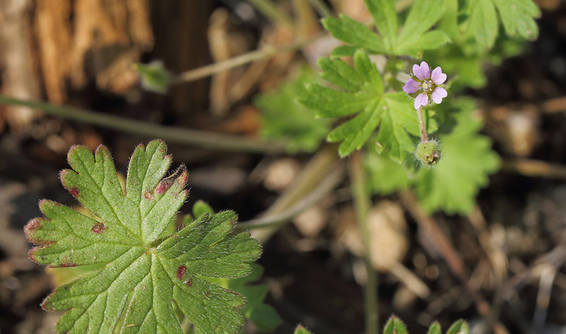 Liden Storkenb, Geranium pusillum. Brsarp st. Skne, Sverige. d. 3 august 2014. Fotograf: Lars Andersen