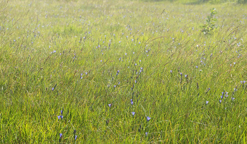 Klokke-Ensian, Gentiana pneumonanthe. Hunnerdsmossen, Skne, Sverige d. 3 august - 2014. Fotograf: Lars Andersen