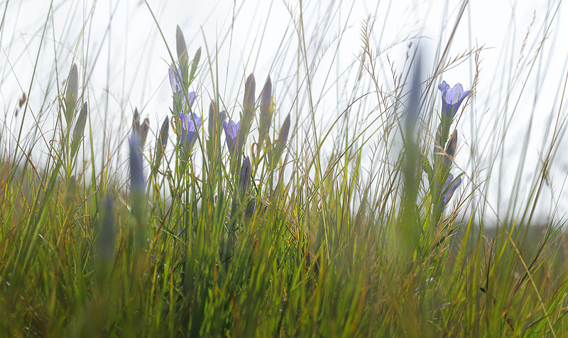 Klokke-Ensian, Gentiana pneumonanthe. Hunnerdsmossen, Skne, Sverige d. 3 august - 2014. Fotograf: Lars Andersen