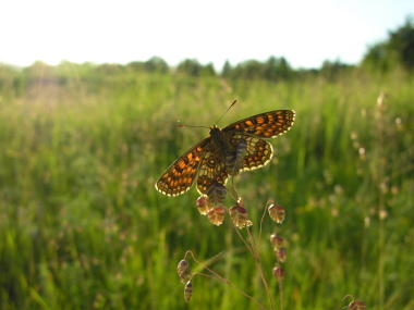 Guldpletvinge, Melitaea aurelia. Pavejuonis Kaunas, Littauen d. 25 Juni 2006. Fotograf: Martin Bjerg