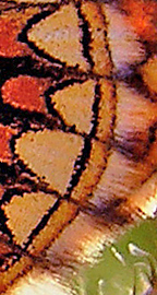 Mosepletvinge, Melitaea aurelia. Pavejuonis Kaunas, Littauen d. 25 Juni 2006. Fotograf: Martin Bjerg
