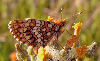 Guldpletvinge, Melitaea aurelia. Pavejuonis Kaunas, Littauen d. 25 Juni 2006. Fotograf: Martin Bjerg