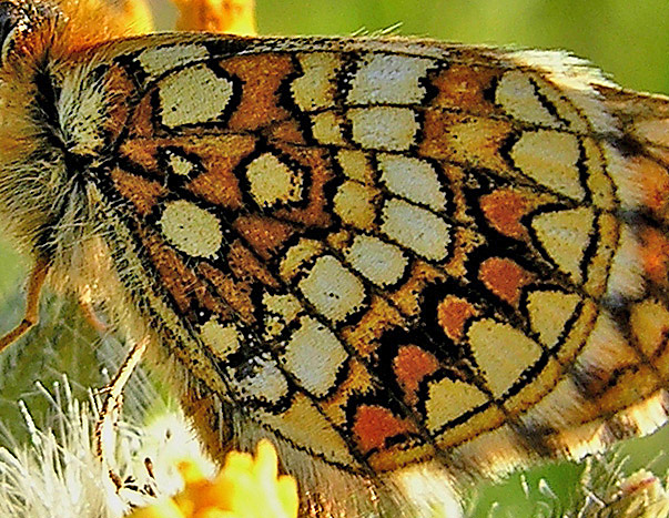 Mosepletvinge, Melitaea aurelia. Pavejuonis Kaunas, Littauen d. 25 Juni 2006. Fotograf: Martin Bjerg