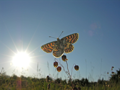 Guldpletvinge, Melitaea aurelia. Pavejuonis Kaunas, Littauen d. 25 Juni 2006. Fotograf: Martin Bjerg