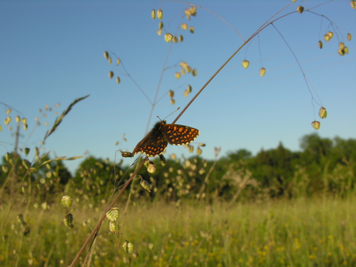 Guldpletvinge, Melitaea aurelia. Pavejuonis Kaunas, Littauen d. 25 Juni 2006. Fotograf: Martin Bjerg