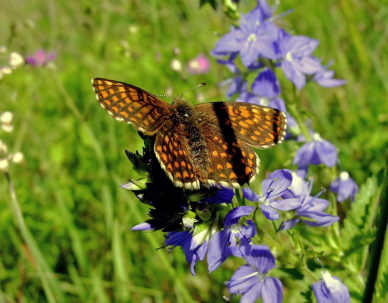 Guldpletvinge, Melitaea aurelia. Puhtu Virtsu, Littauen d. 30 Juni 2006. Fotograf: Martin Bjerg