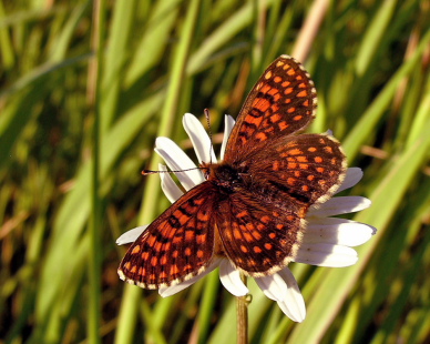 Guldpletvinge, Melitaea aurelia. Pavejuonis Kaunas, Littauen d. 25 Juni 2006. Fotograf: Martin Bjerg