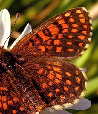 Guldpletvinge, Melitaea aurelia. Pavejuonis Kaunas, Littauen d. 25 Juni 2006. Fotograf: Martin Bjerg