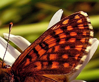 Guldpletvinge, Melitaea aurelia. Pavejuonis Kaunas, Littauen d. 25 Juni 2006. Fotograf: Martin Bjerg