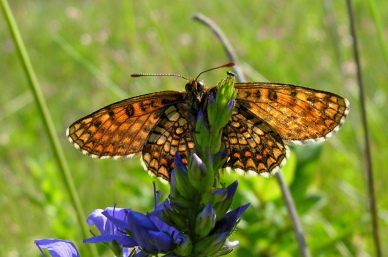 Guldpletvinge, Melitaea aurelia. Puhtu Virtsu, Littauen d. 30 Juni 2006. Fotograf: Martin Bjerg