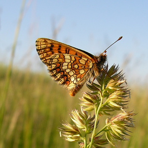 Guldpletvinge, Melitaea aurelia. Pavejuonis Kaunas, Littauen d. 25 Juni 2006. Fotograf: Martin Bjerg