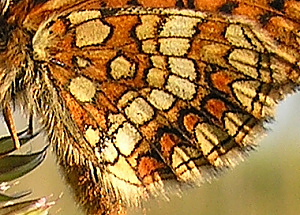 Gylden Pletvinge, Melitaea aurelia. Pavejuonis Kaunas, Littauen d. 25 Juni 2006. Fotograf: Martin Bjerg