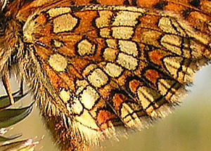 Guldpletvinge, Melitaea aurelia. Pavejuonis Kaunas, Littauen d. 25 Juni 2006. Fotograf: Martin Bjerg