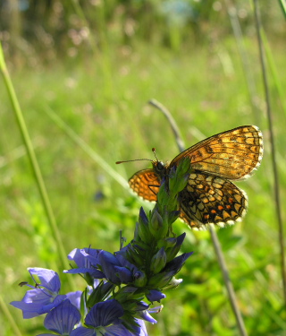 Guldpletvinge, Melitaea aurelia. Puhtu Virtsu, Littauen d. 30 Juni 2006. Fotograf: Martin Bjerg