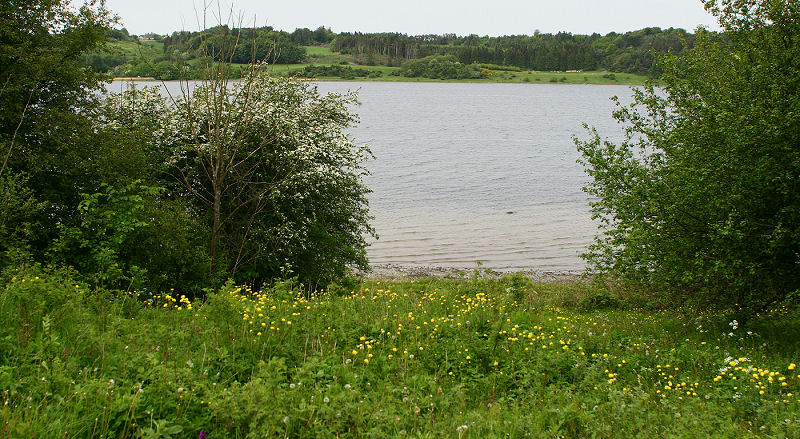 Katbjerg ved Mariager fjord med engblomme og tjørn i blomst. d. 7 juni 2006. Fotograf: Lars Andersen