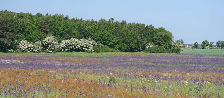 Hvorfor tage til Provence og glo p lavendelmarker? Nr man kan se dette syn i Danmark! Mark med lgeoksetunge. d. 11 juni 2006. Fotograf: Lars Andersen