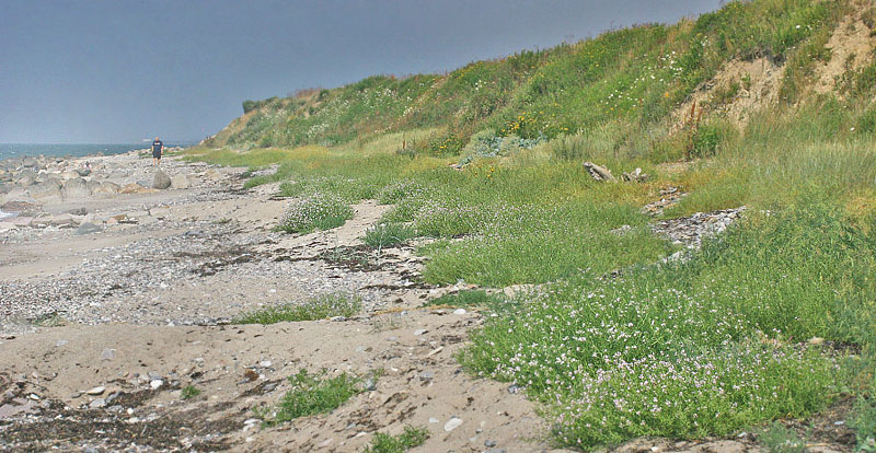 Stranden er fuld med Strandsennep som er foderplante for Lille klsommerfugl og Grnbroget klsommerfugl. Gedser Odde, Sydfalster  d. 22 juli 2006. Fotograf: Lars Andersen