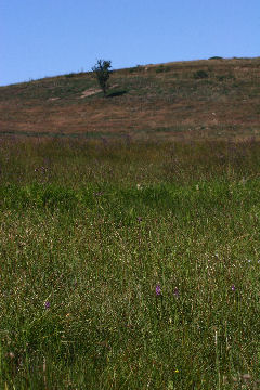 Veddinge bakker. d. 19 juli 2006 Fotograf: Lars Andersen