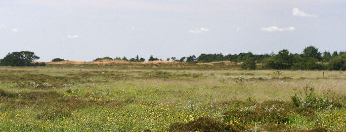 Den sydlige del af Fan Klitplantage, lokaliteten for Ensianblfugl, Fan d. 12 juli - 2006. Fotograf: Lars Andersen