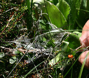 Hedepletvinge  Euphydryas aurinia, larvespind. Lundby hede, Nordjylland. d. 6 Juni 2006. Fotograf: Lars Andersen