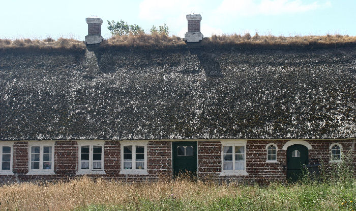 Lokalitet for Skråstregbredpande. Sønderho, Fanø. d. 12 juli 2006. Fotograf: Lars Andersen