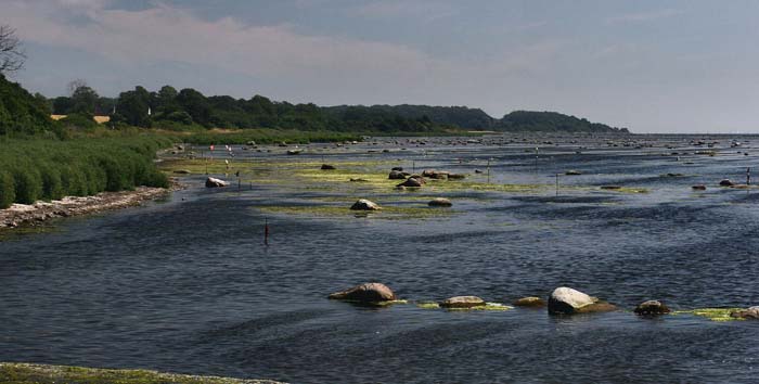 Det sydlige Stevns, hvor kålsommerfuglene ses på trækket. d. 20 juli 2006. Fotograf: Lars Andersen