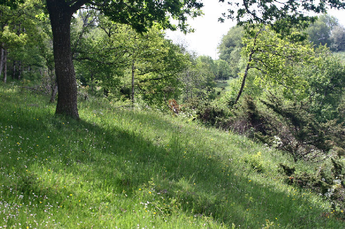 Lokalitet for Grnret klsommerfugl, der var ogs nogle Orkideer p stedet, i skovkanten gror der nogle gamle bveraspe som Glassvrmeren, Sesia melanocephala lever i! Bakke ved en dal, Stvring. d. 7 juni 2006. Fotograf: Lars Andersen