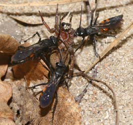 Almindelig Vejhveps, Anoplius viaticus slås om en Bjørneedderkop, Trochosa terricola. Melby overdrev d. 3 maj 2006. Fotograf: Lars Andersen