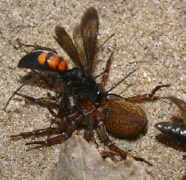 Almindelig Vejhveps, Anoplius viaticus slås om en Bjørneedderkop, Trochosa terricola. Melby overdrev d. 3 maj 2006. Fotograf: Lars Andersen