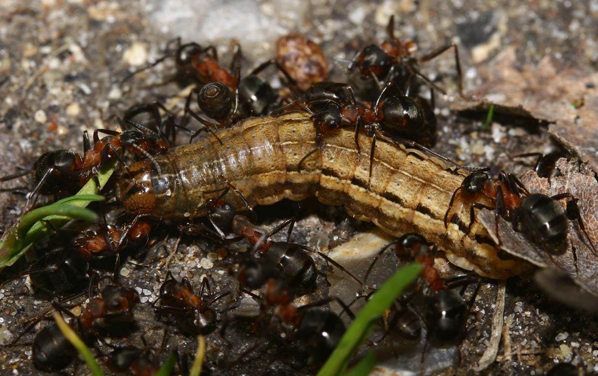 Gulmærket glansugle, Xestia xanthographa er under angreb fra Rød Skovmyre. Melby overdrev d. 3 maj 2006. Fotograf: Lars Andersen