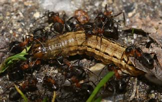 Gulmærket glansugle, Xestia xanthographa er under angreb fra Rød Skovmyre. Melby overdrev d. 3 maj 2006. Fotograf: Lars Andersen