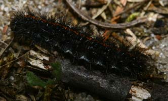 Stribet hedespinder, Spiris striata. Melby overdrev d. 7 maj 2006. Fotograf: Lars Andersen