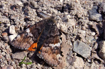 Nu er Birkedagugle, Archiearis parthenias p vingerne i Birkeskoven. Her fra sidste r, Pinseskoven d. 5/5 2006. Fotograf: Troells Melgaard