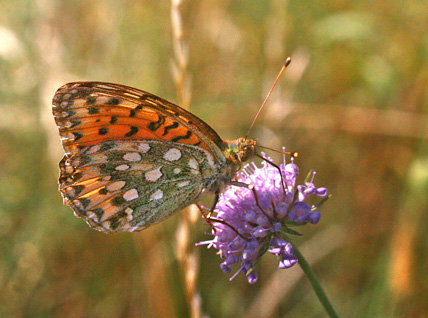 Markperlemorsommerfugl, Speyeria aglaja hun. Bt Plantage, Falster, Danmark d. 22 juli 2006. Fotograf; Lars Andersen