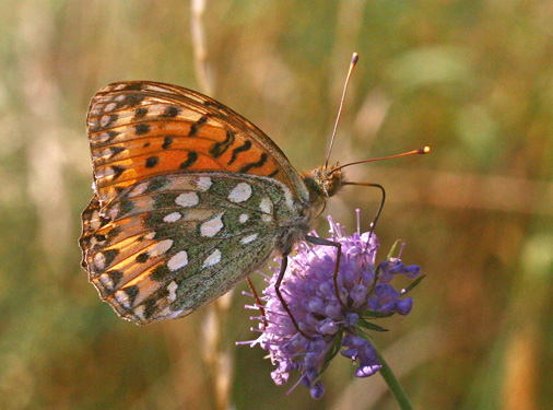 Markperlemorsommerfugl, Speyeria aglaja hun. Bt Plantage, Falster, Danmark d. 22 juli 2006. Fotograf; Lars Andersen