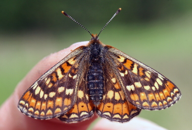 Hedepletvinge  Euphydryas aurinia. Rbjerg mose, Nordjylland. d. 8 Juni 2006. Fotograf: Lars Andersen