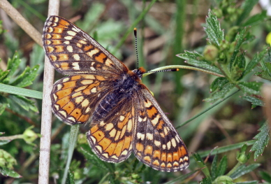 Hedepletvinge  Euphydryas aurinia. Rbjerg mose, Nordjylland. d. 8 Juni 2006. Fotograf: Lars Andersen