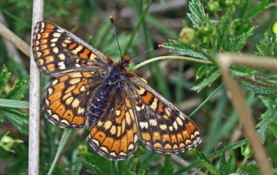 Hedepletvinge  Euphydryas aurinia. Rbjerg mose, Nordjylland. d. 8 Juni 2006. Fotograf: Lars Andersen
