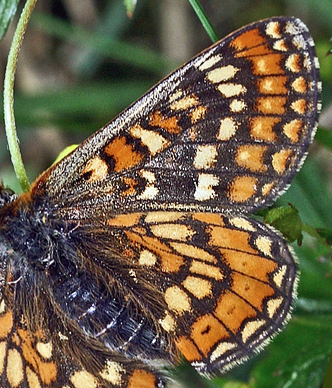 Hedepletvinge Euphydryas aurinia hun. Råbjerg mose, Nordjylland. d. 8 Juni 2006. Fotograf: Lars Andersen