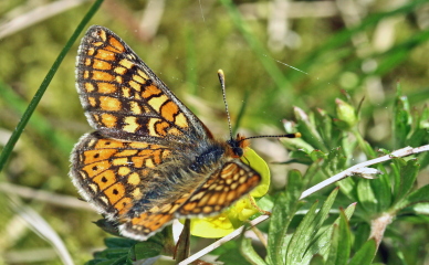 Hedepletvinge  Euphydryas aurinia. Rbjerg mose, Nordjylland. d. 8 Juni 2006. Fotograf: Lars Andersen