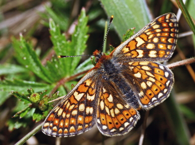 Hedepletvinge  Euphydryas aurinia. Rbjerg mose, Nordjylland. d. 8 Juni 2006. Fotograf: Lars Andersen