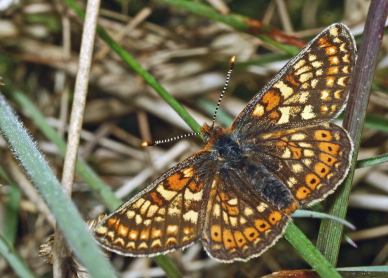 Hedepletvinge  Euphydryas aurinia. Rbjerg mose, Nordjylland. d. 8 Juni 2006. Fotograf: Lars Andersen