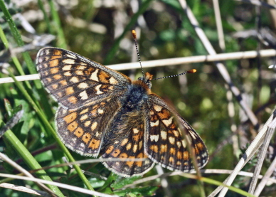 Hedepletvinge  Euphydryas aurinia. Rbjerg mose, Nordjylland. d. 9 Juni 2006. Fotograf: Lars Andersen