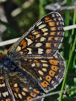 Hedepletvinge  Euphydryas aurinia han dvrgform. Rbjerg mose, Nordjylland. d. 9 Juni 2006. Fotograf: Lars Andersen